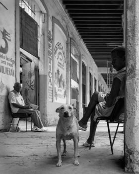 Perro cubano