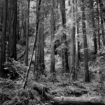 Muir Woods