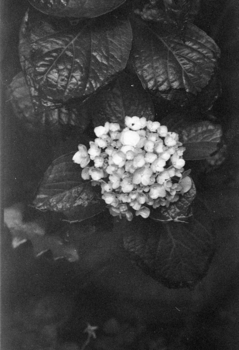Hortensia