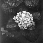 Hortensia