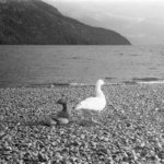 Wild geese
