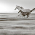 Amparo | Equino 