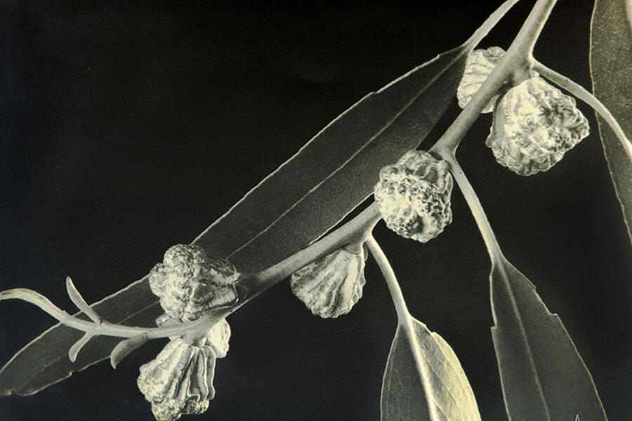 Artist Tribute | Anatole Saderman