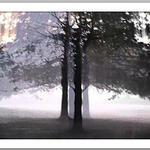 Bosque niebla