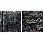 Bosques alterados