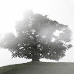 Árbol
