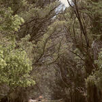 INTO THE WOODS