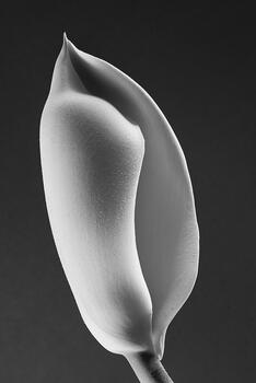 Torso Monstera