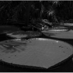 Vitória Regia