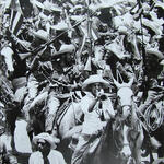 Caballería