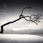 Kussharo Lake Tree, Study 16, Kotan, Hokkaido Japan