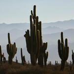 Cardones