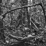Korubo, Amazônia