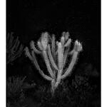 Cactus y Estrellas 