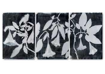 Brugmansia III (triptico) 