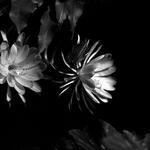 S/T #09