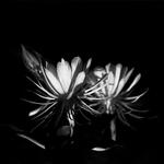 S/T #10