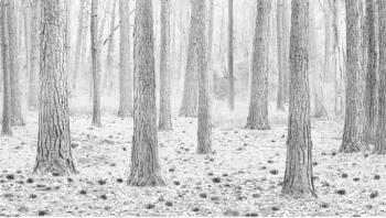 Bosque Talavera