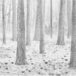 Bosque Talavera