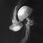 Limbo Love
